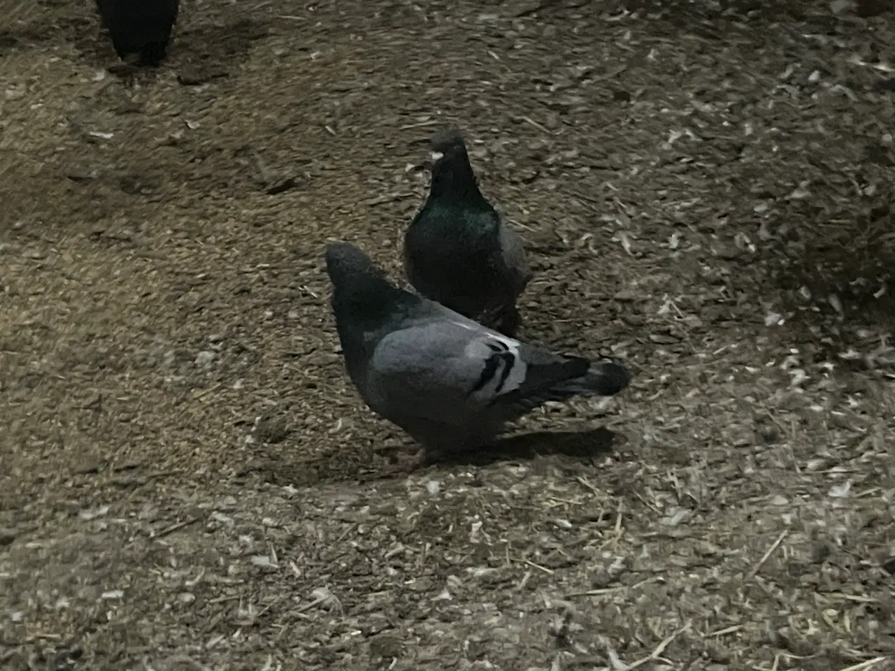 Billede 2 - 20 levende Duer 