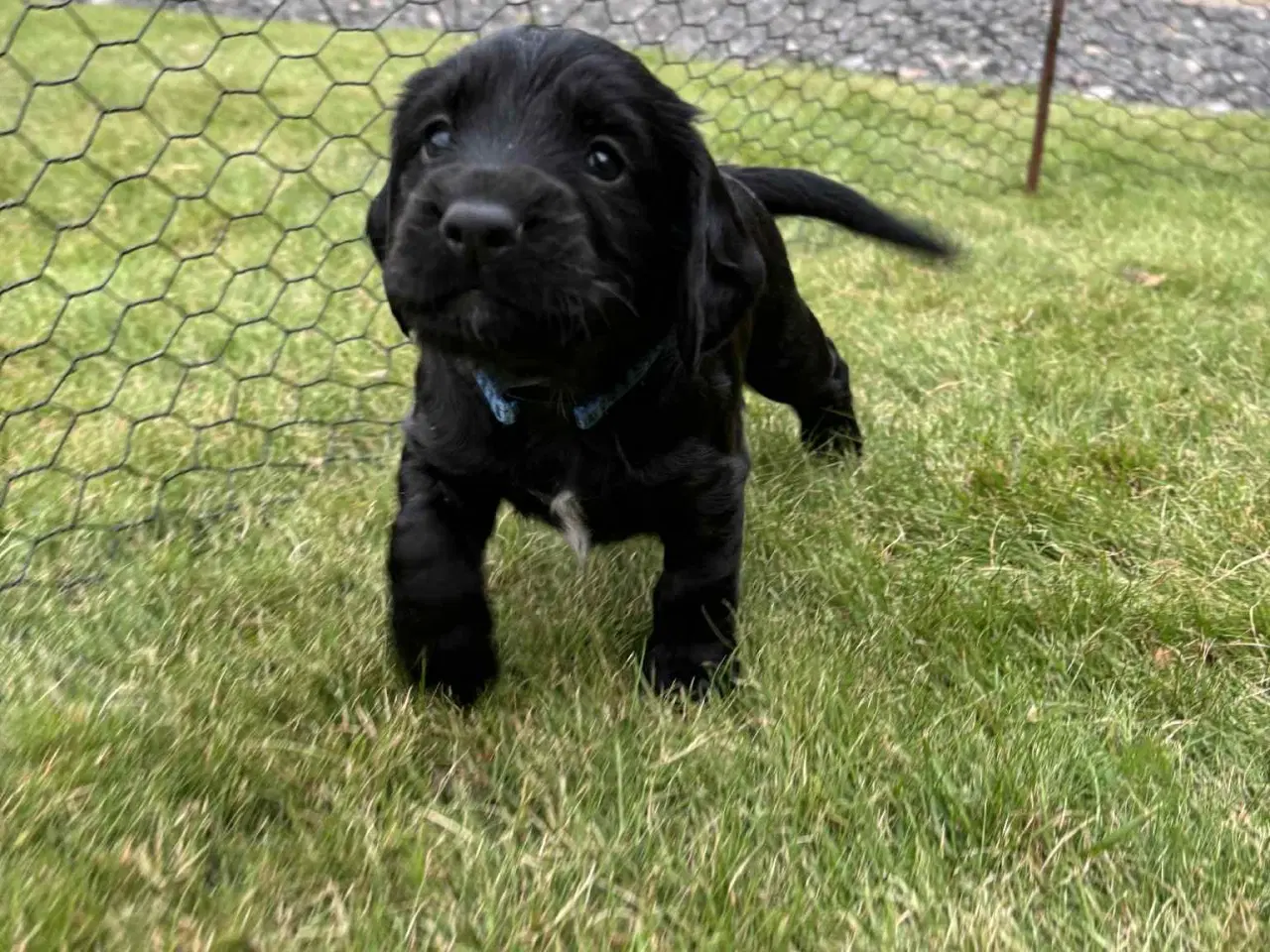 Billede 9 - Ft. Cockerspaniel hvalp 
