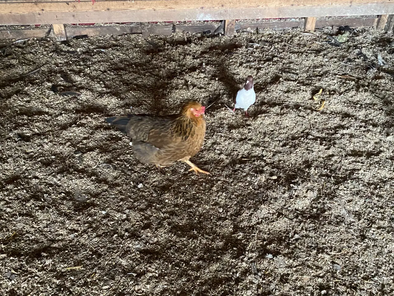 Billede 3 - Æglæggende høns bl.a. race
