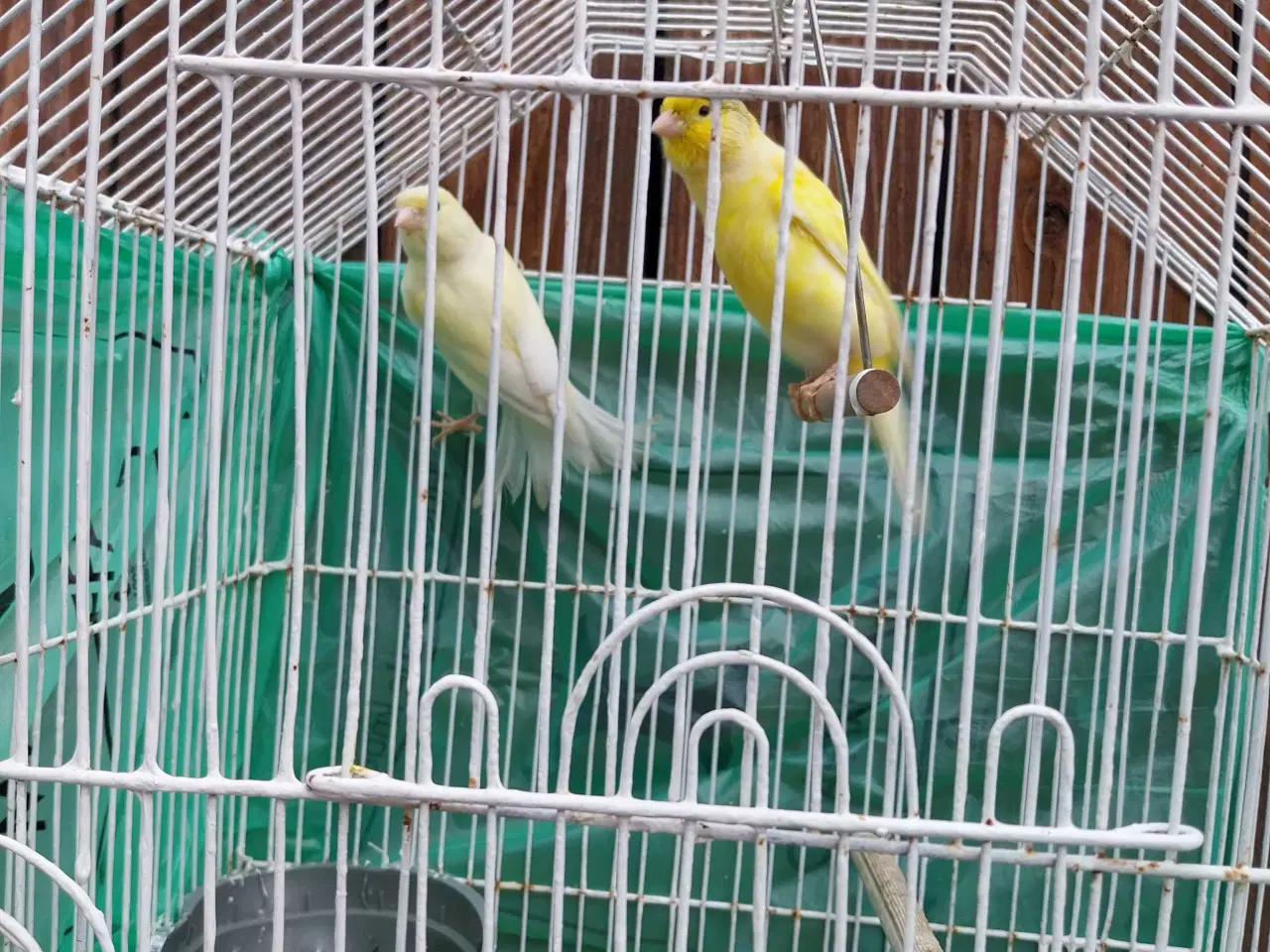 Billede 6 - 2 stk kanariefugle