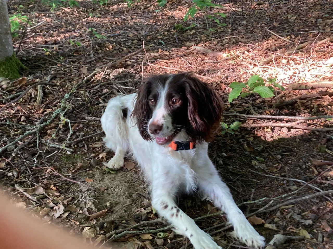 Billede 7 - Springer Spaniel 1 Han tilbage 