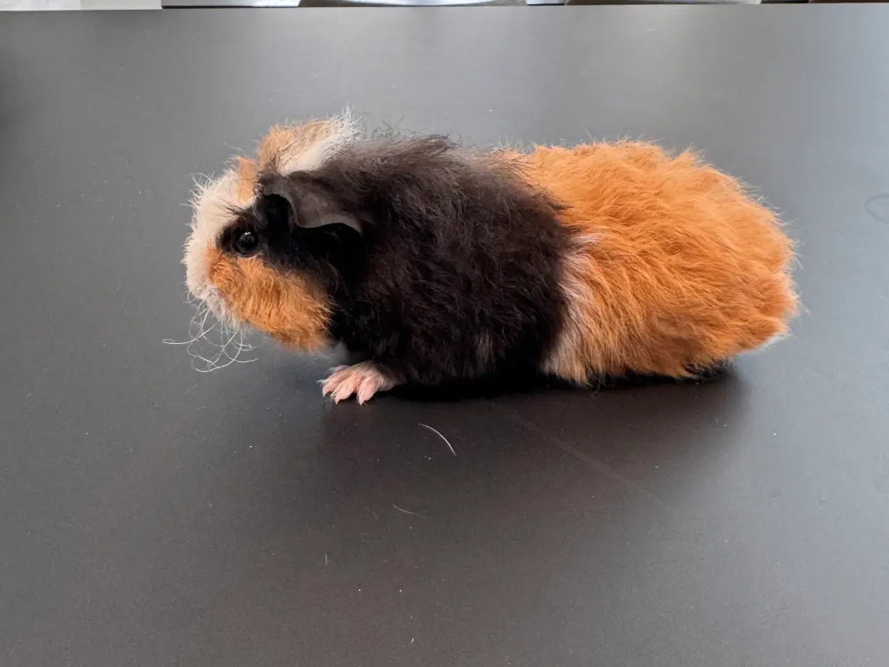 Billede 6 - Marsvin, Han unger 5 stk