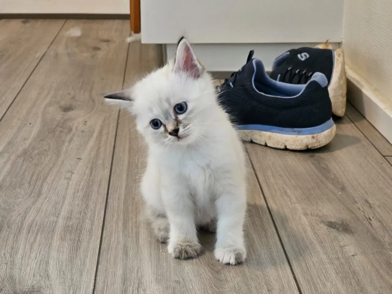 Billede 5 - Hellig birma/ragdoll blandinger
