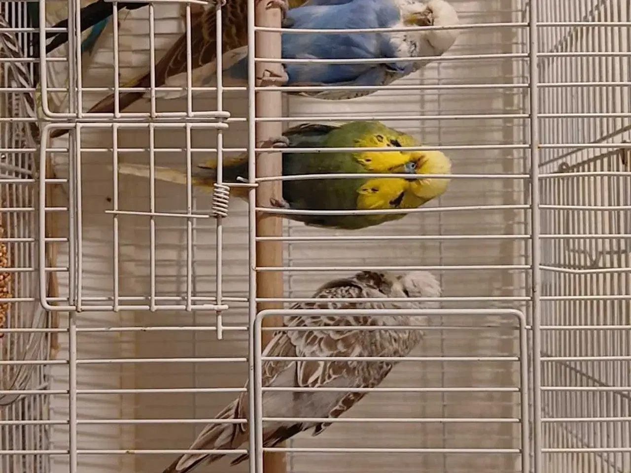 Billede 2 - Engelske undulater 