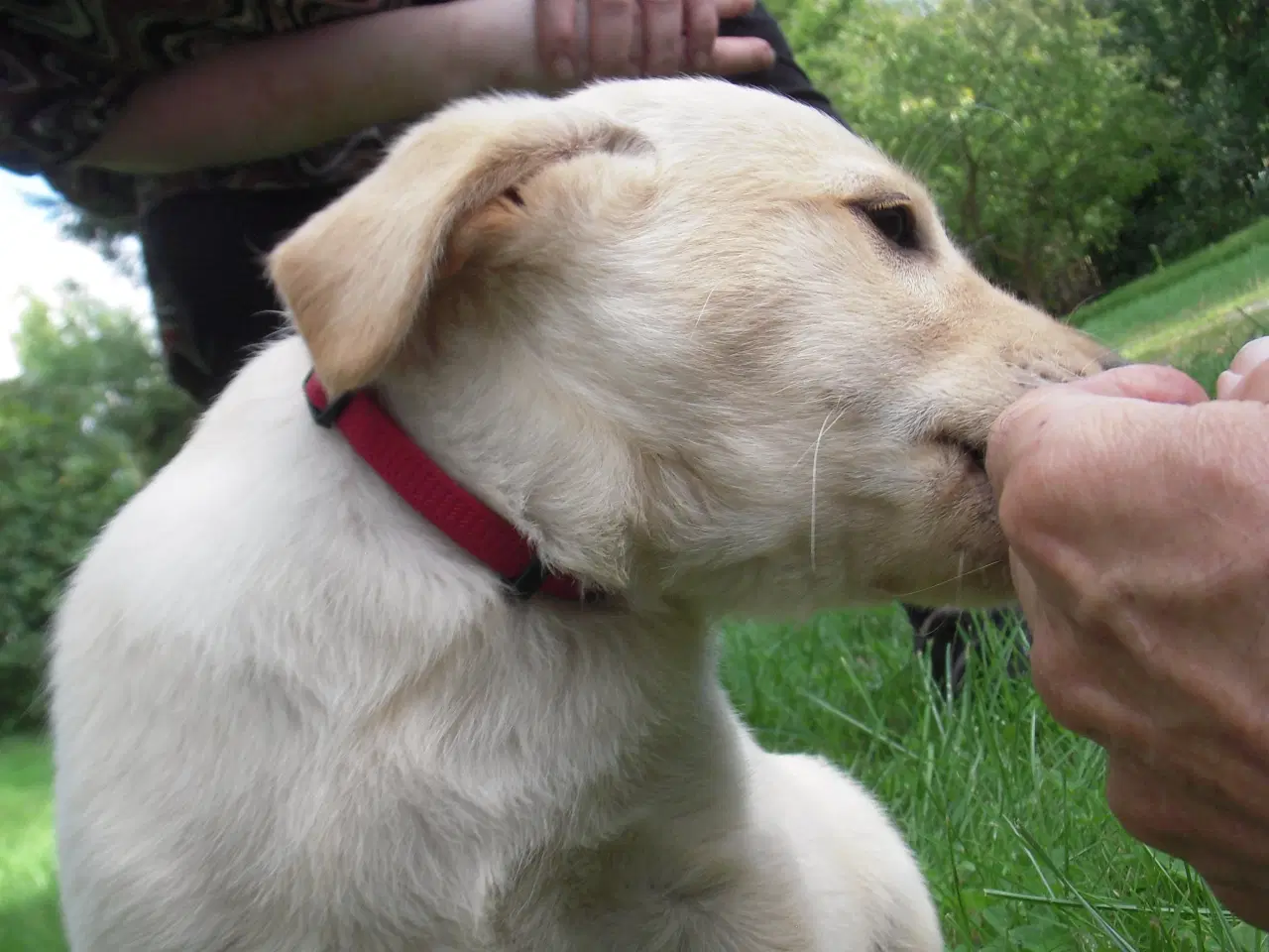 Billede 2 - Labrador/golden retriever 