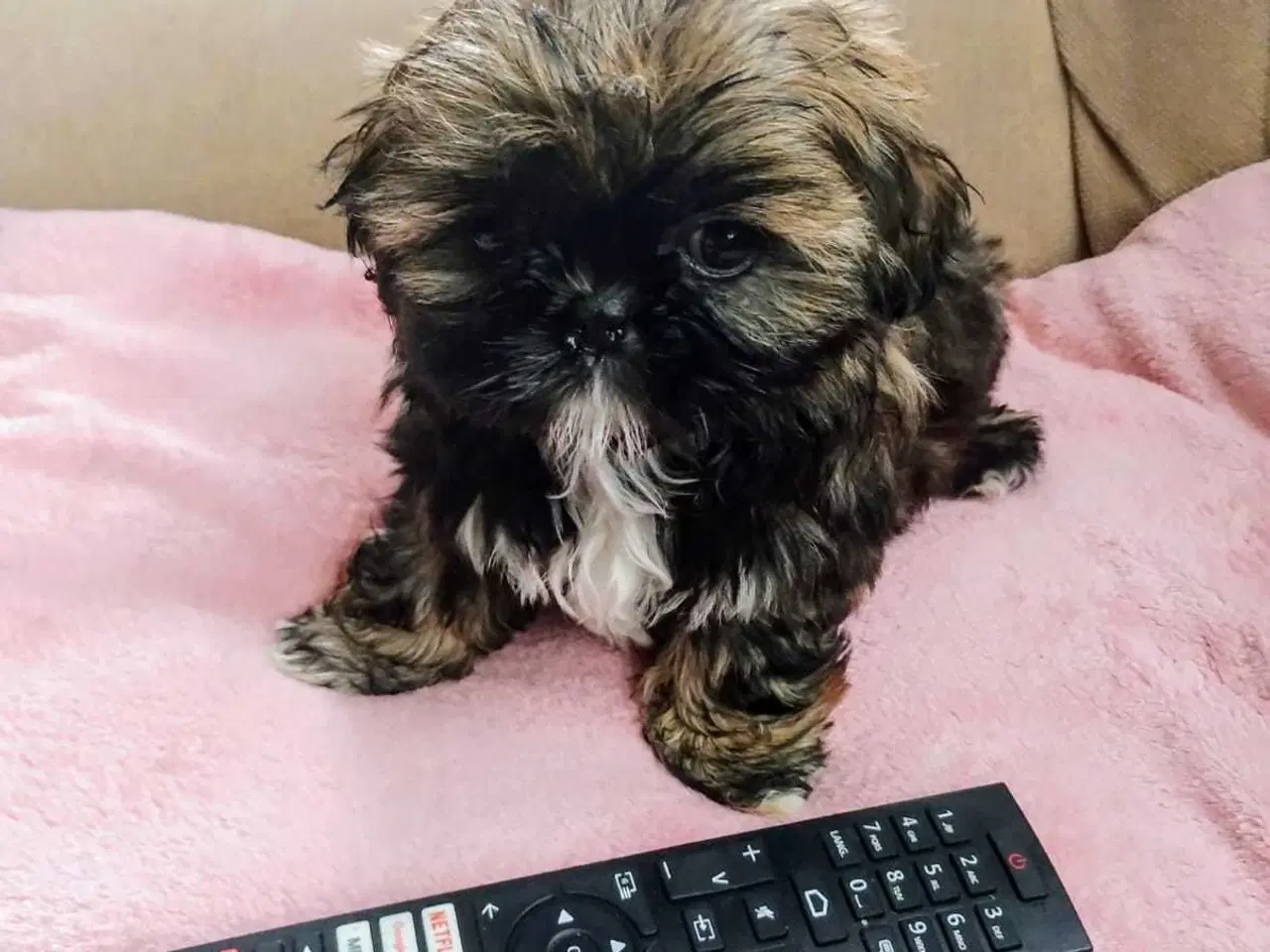Billede 12 - Lille vidunderlig Shih Tzu 