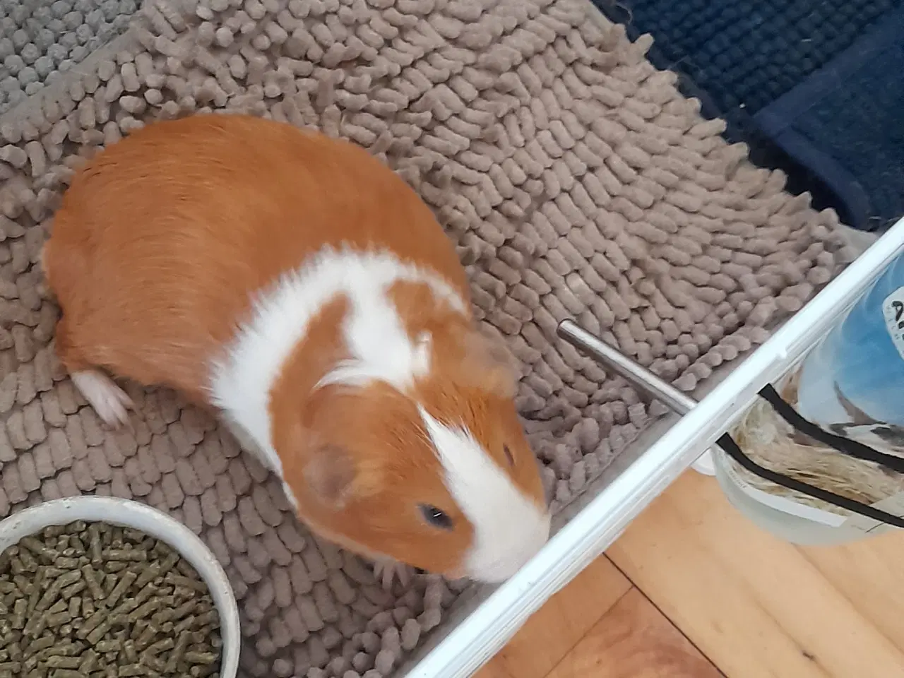 Billede 1 - Marsvin han