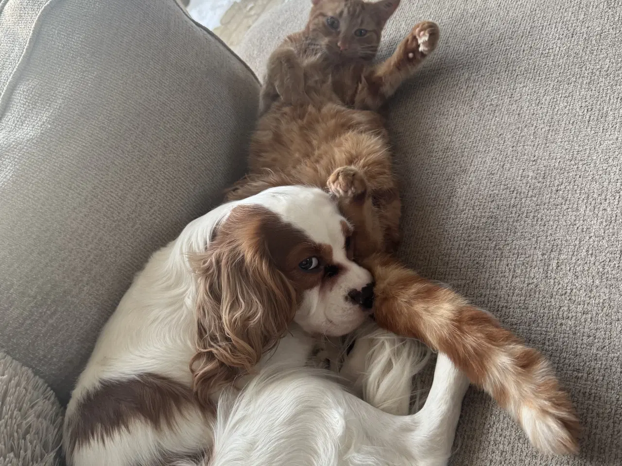 Billede 6 - Sød hunkat søger nyt hjem 