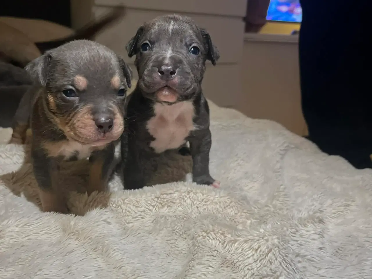 Billede 12 - American bully hvalpe 🐶 