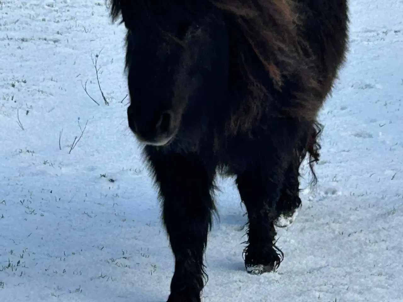 Billede 4 - Charmerende mini shetlænder hoppe sælges 