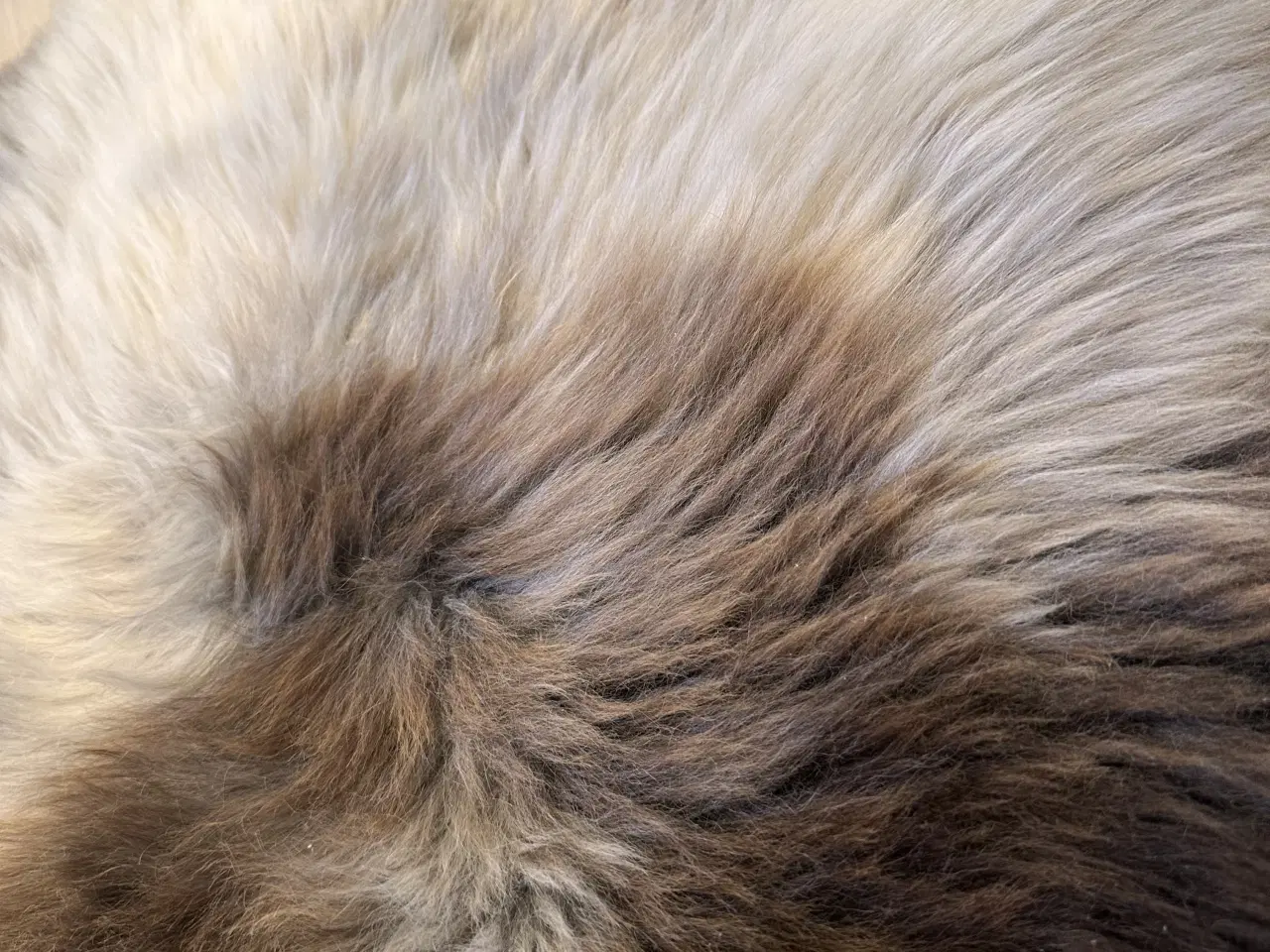 Billede 5 - Helt nyt dansk lammeskind 