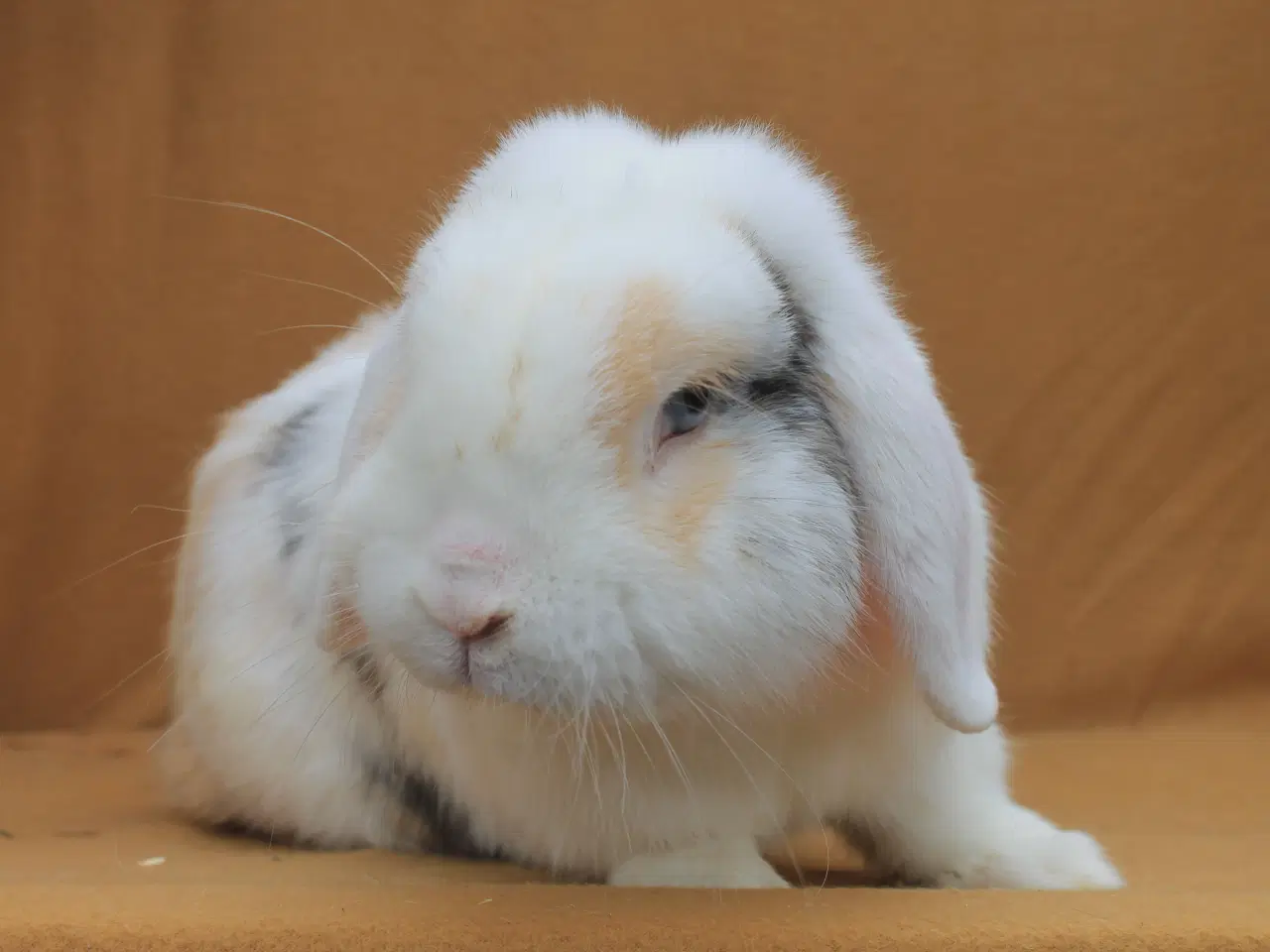 Billede 3 - Champagne søger ny familie