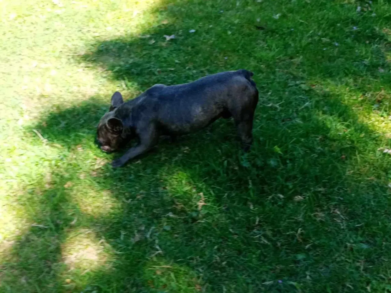 Billede 3 - Fransk bulldog han m stambog