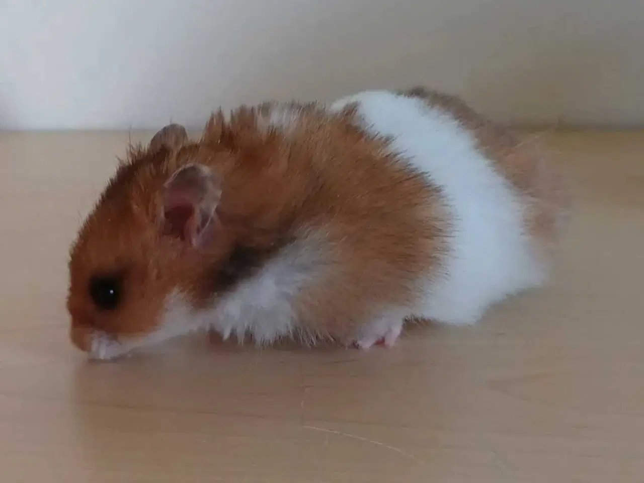 Billede 19 - Guldhamster unger 