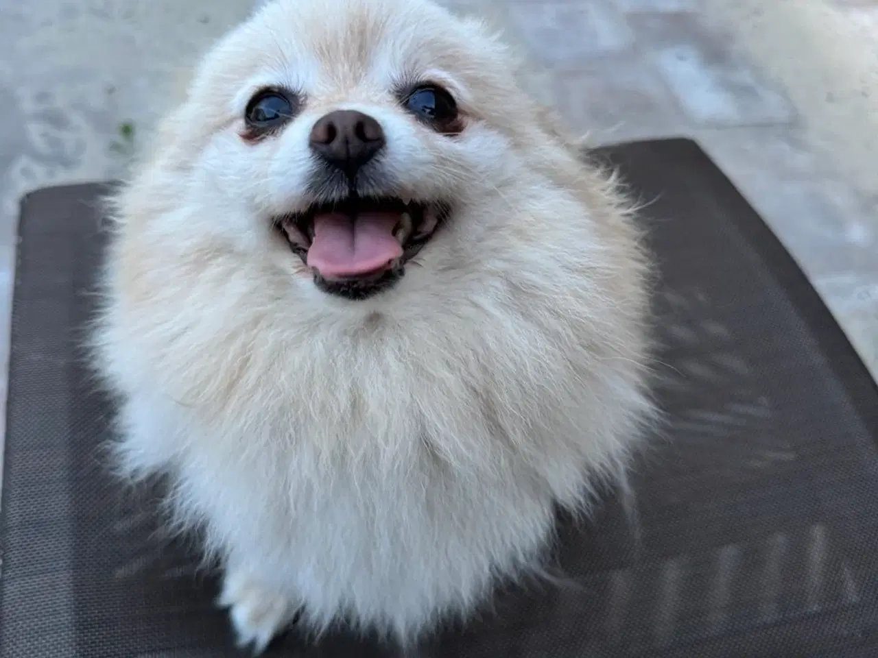 Billede 9 - Pomeranian søger nyt kærligt hjem