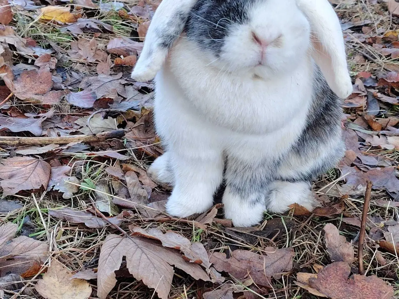 Billede 1 - TYSK Afkomsattest 🌸