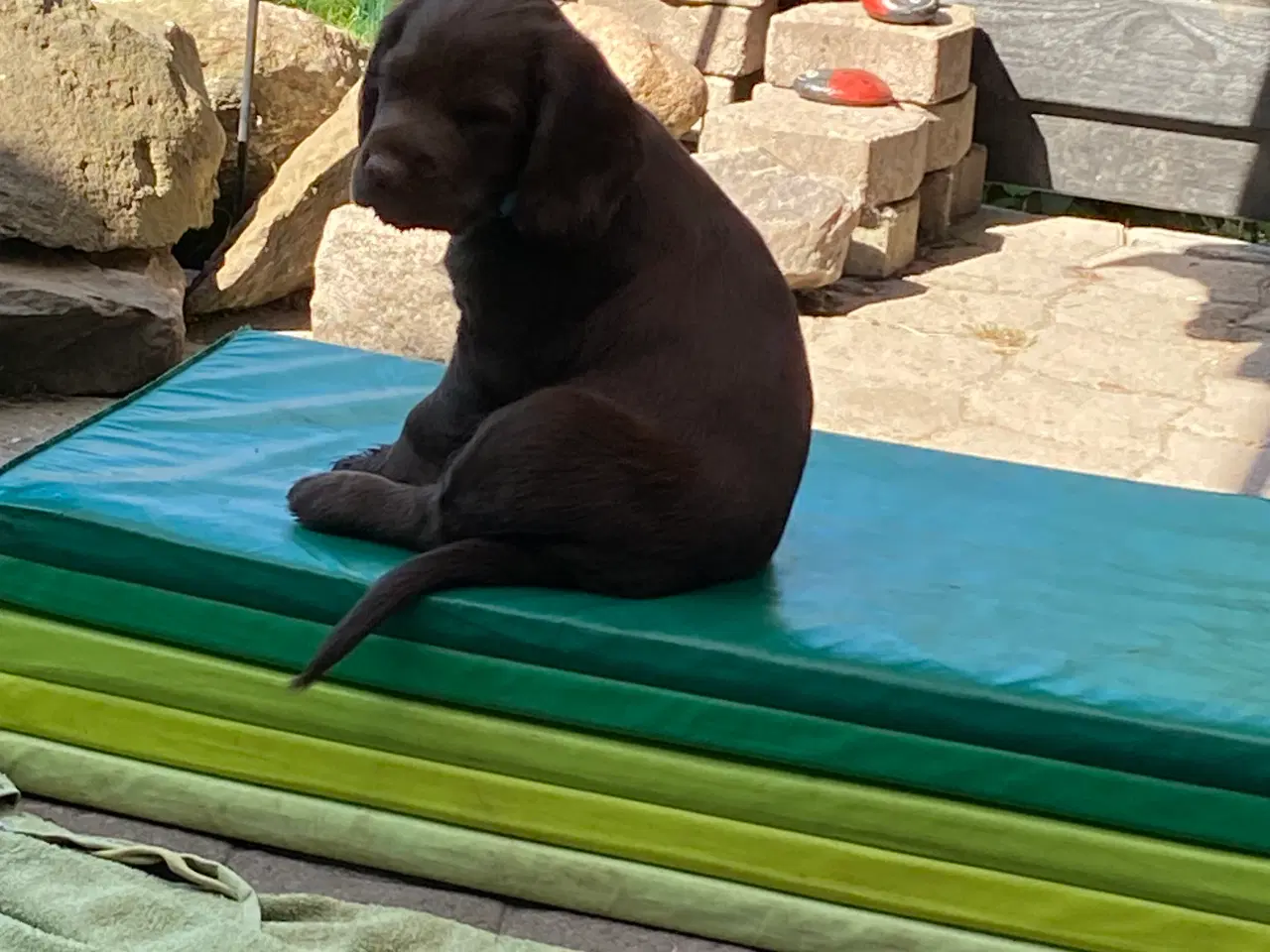 Billede 4 - Cockerspaniel hvalpe