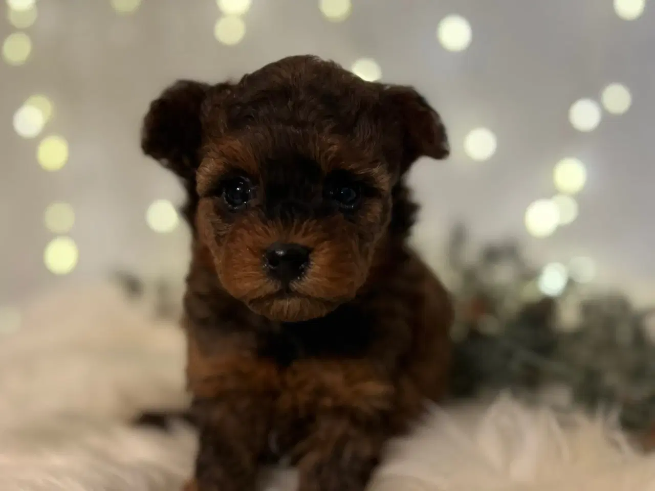 Billede 3 - Pomapoo f1b