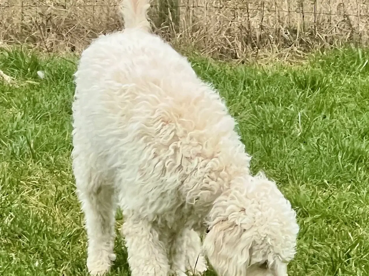 Billede 2 - Lagotto / Spansk Vandhund / Cocker