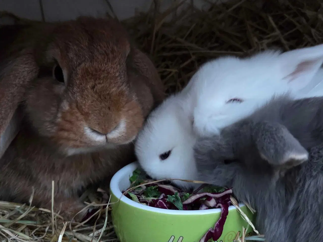 Billede 7 - Børnevenlig minilop klar i vinterferien