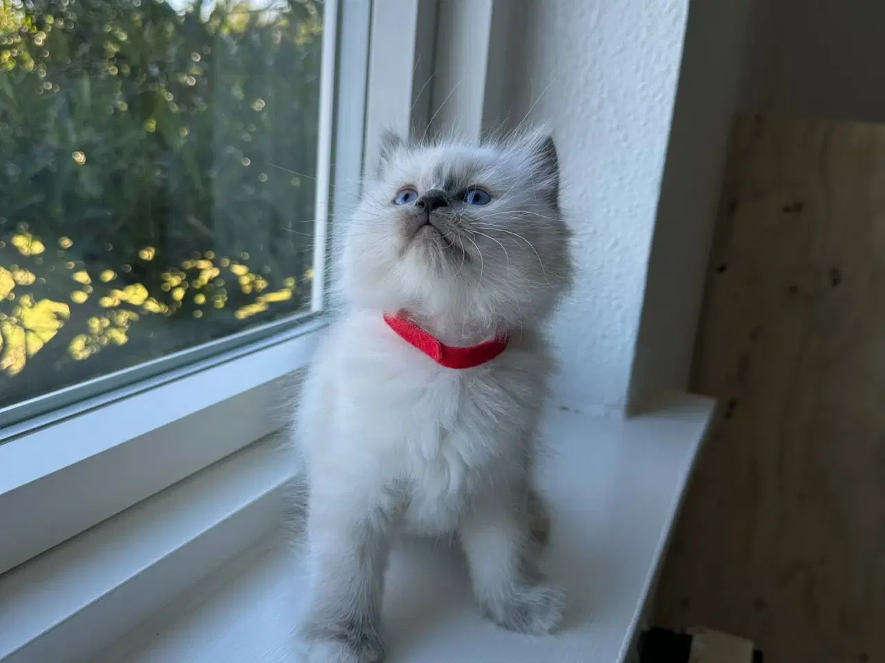 Billede 11 - Ragdoll / Hellig Birma - 1 Killing Sælges