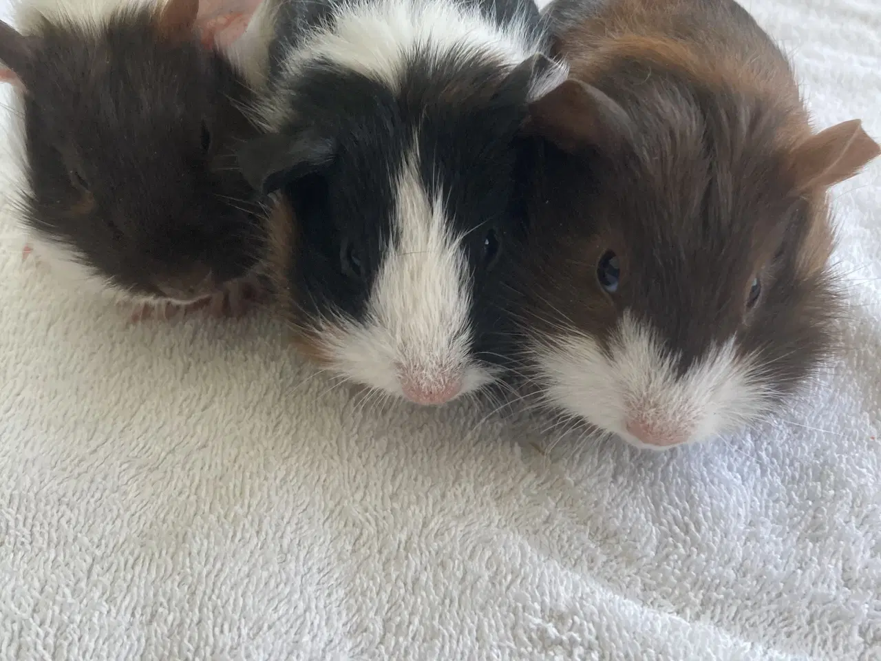 Billede 1 - Hjælp jeg søger Snittet Vårbyg halm.