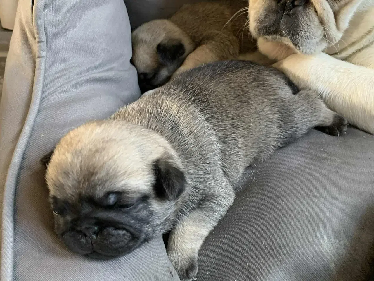 Billede 1 - Små frække moppeloppe bamser