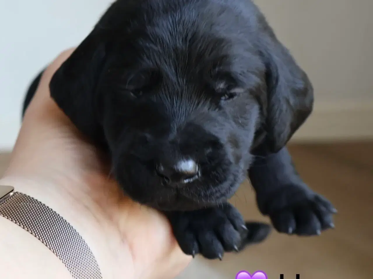 Billede 15 - Fineste Vizsla-doodle hvalpe