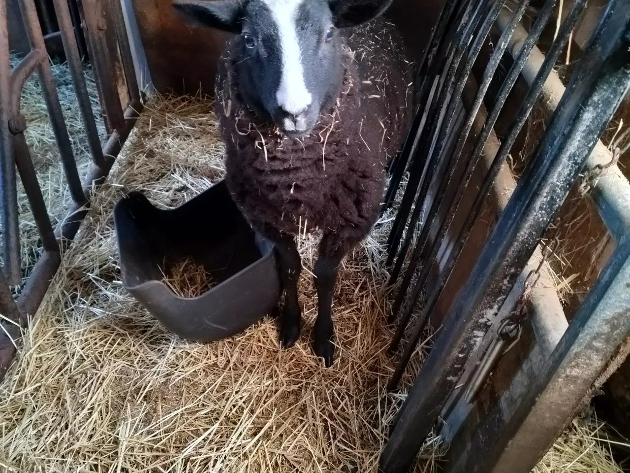Billede 1 - Stort vædderlam