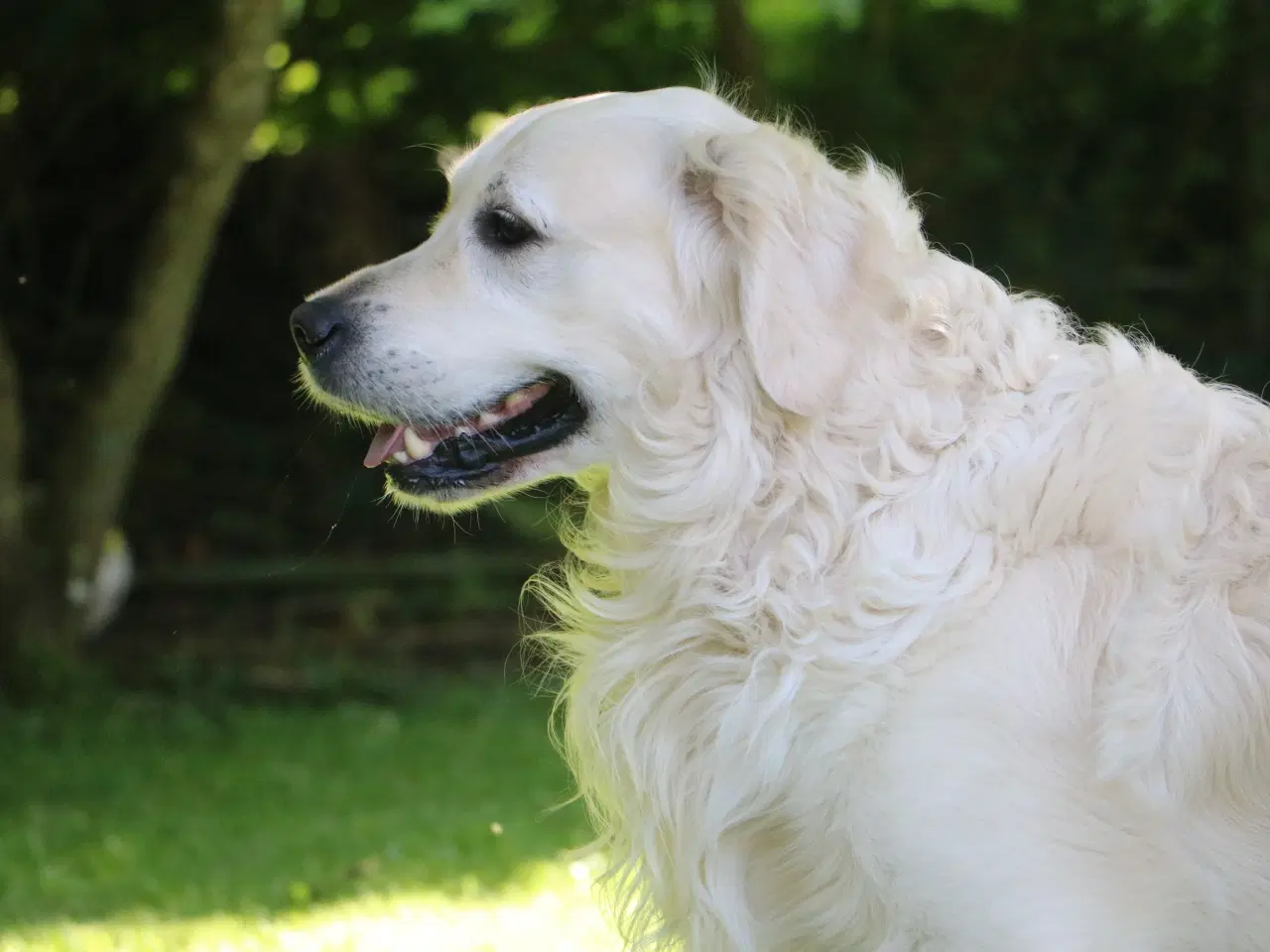 Billede 6 - Verdens smukkeste Golden Retriever hvalpe til salg