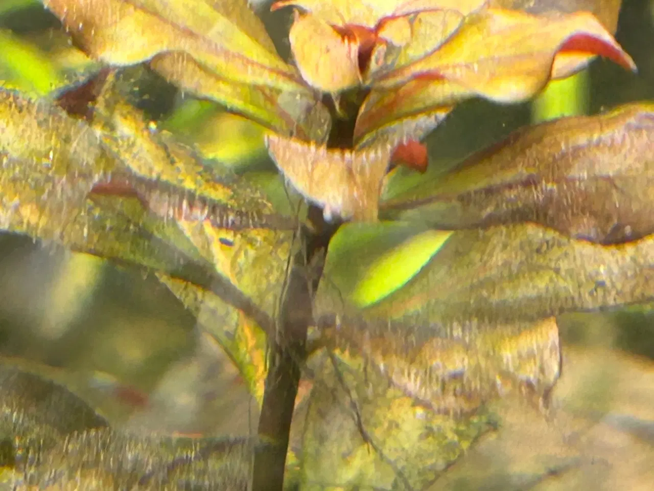 Billede 6 - 🌿 Levende akvarieplanter – 2 stk. GLS