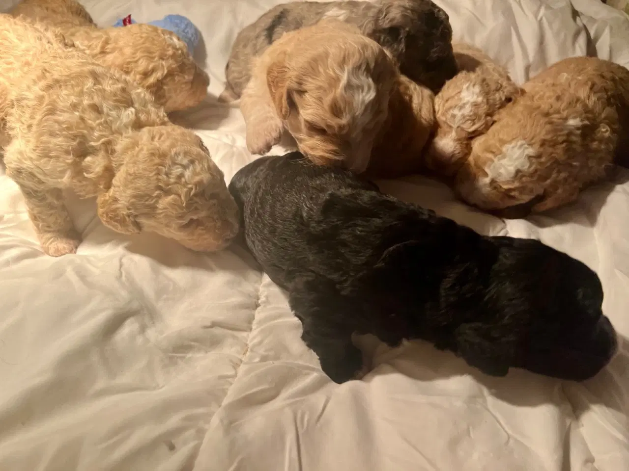 Billede 13 - Super lækre, og kraftige Lagotto / Spansk Vandhund