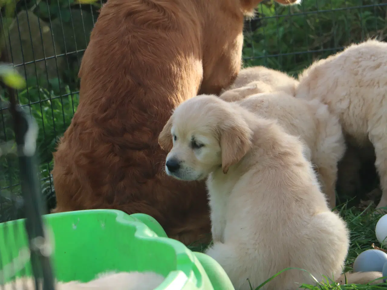 Billede 10 - Verdens smukkeste Golden Retriever er nu til salg!