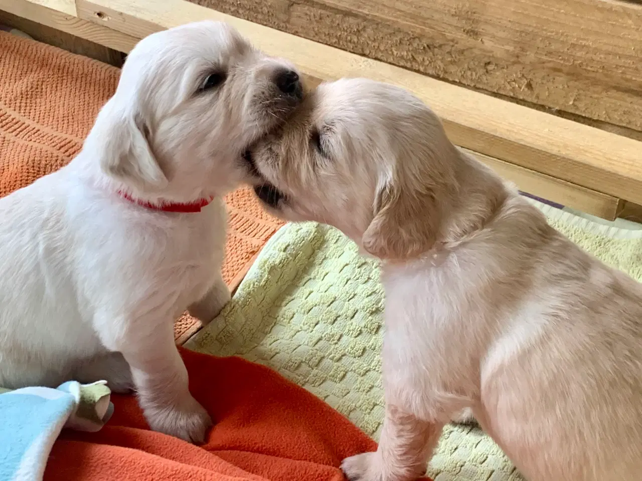 Billede 17 - Skønne gyldne Golden Retriever hvalpe