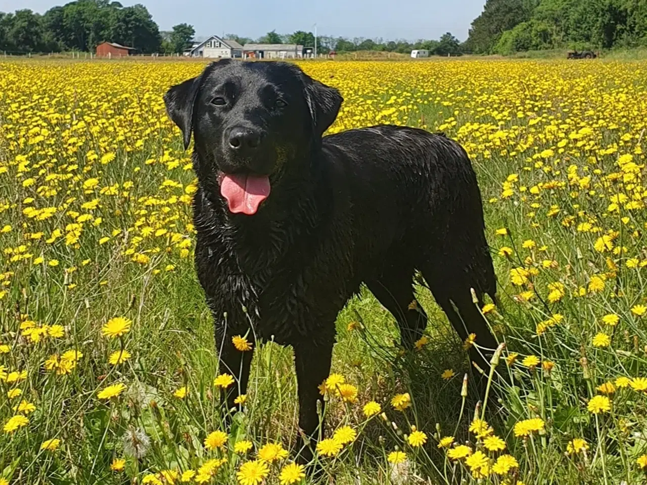 Billede 1 - Ren gammeldags Labrador hvalpe til salg🐾