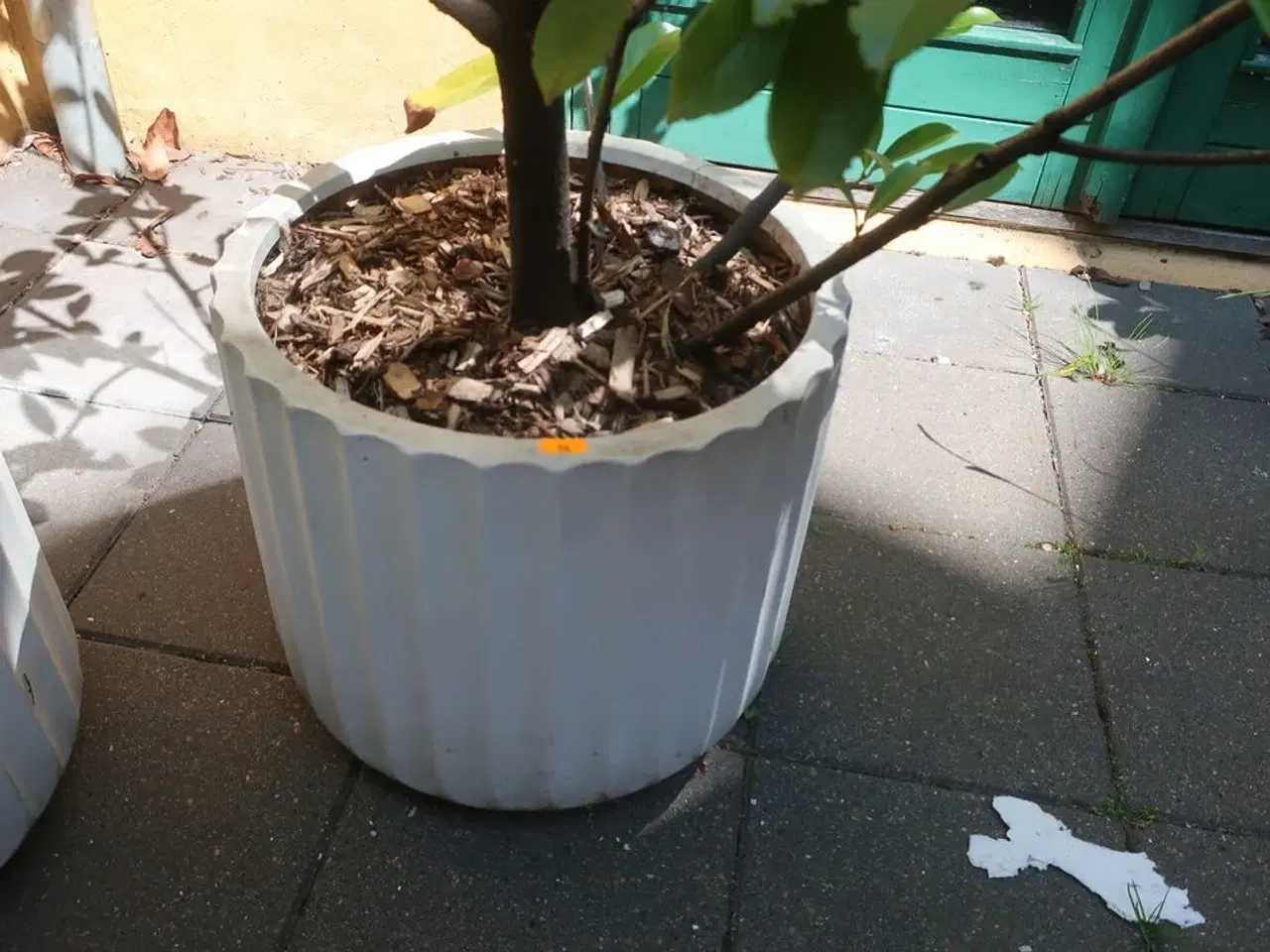 Billede 4 - Plante