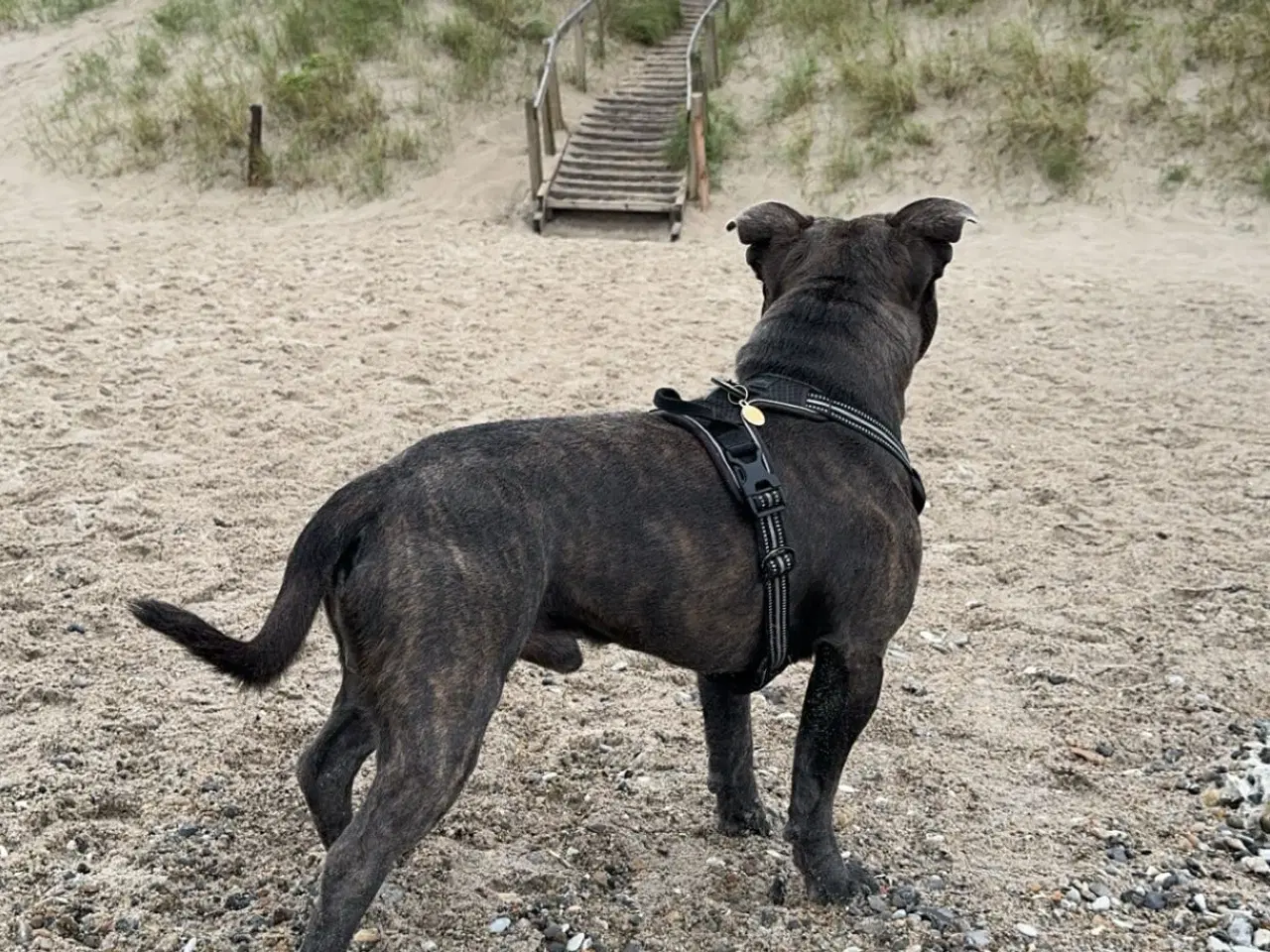 Billede 4 - Kun til parring - staffordshire bullterrier 
