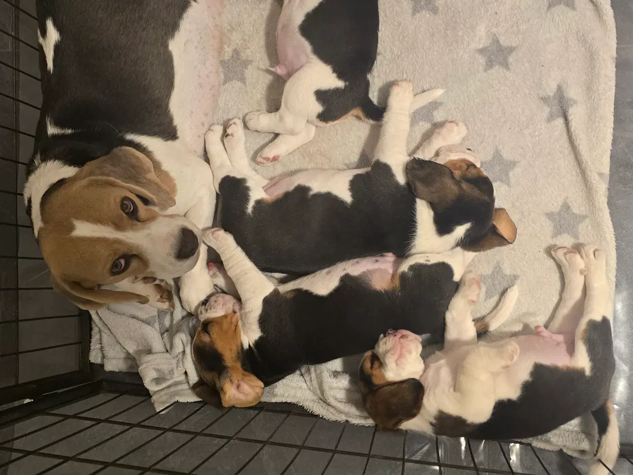 Billede 13 - Beagle tricolor