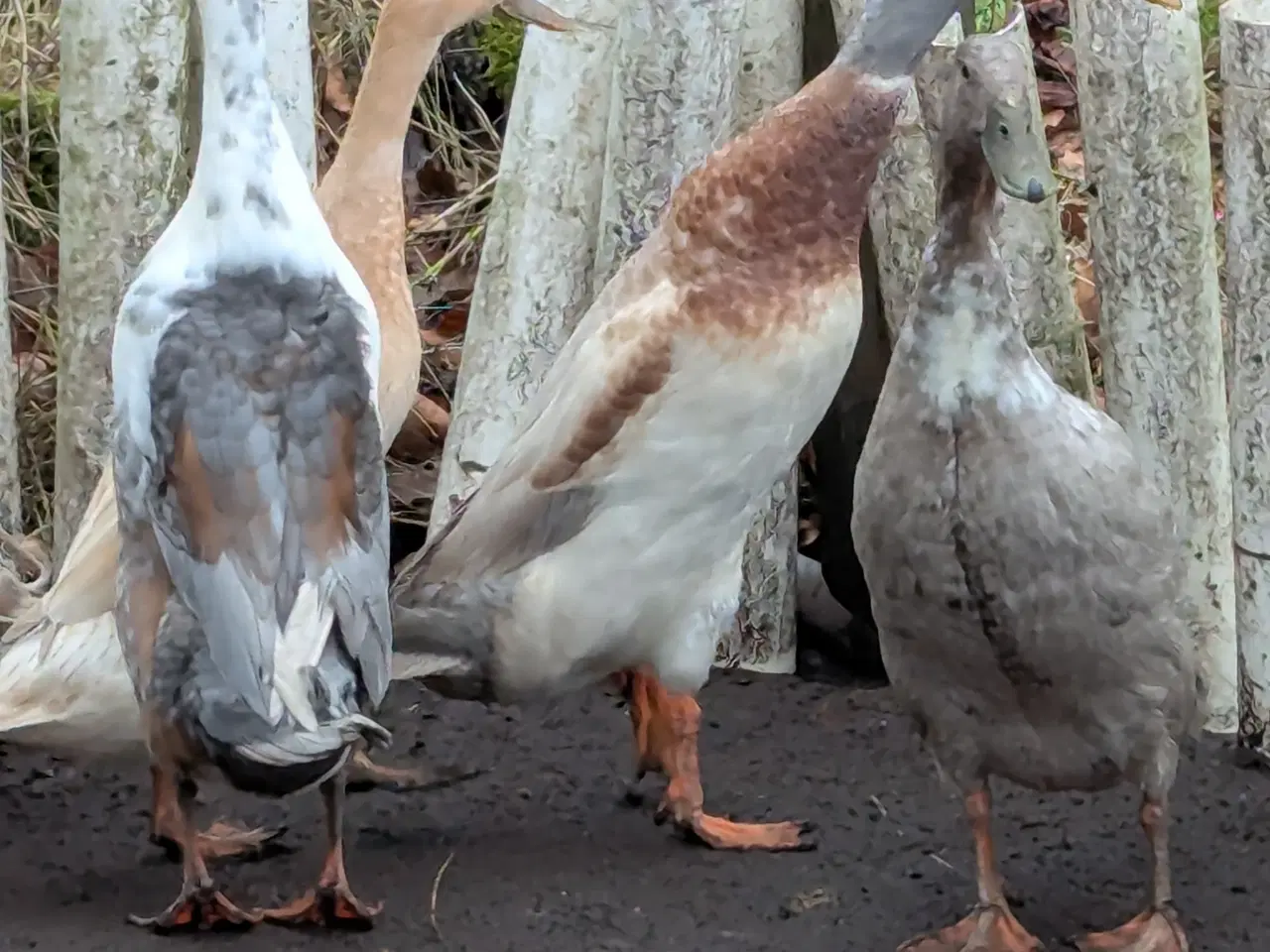 Billede 2 - Løbeænder andrik