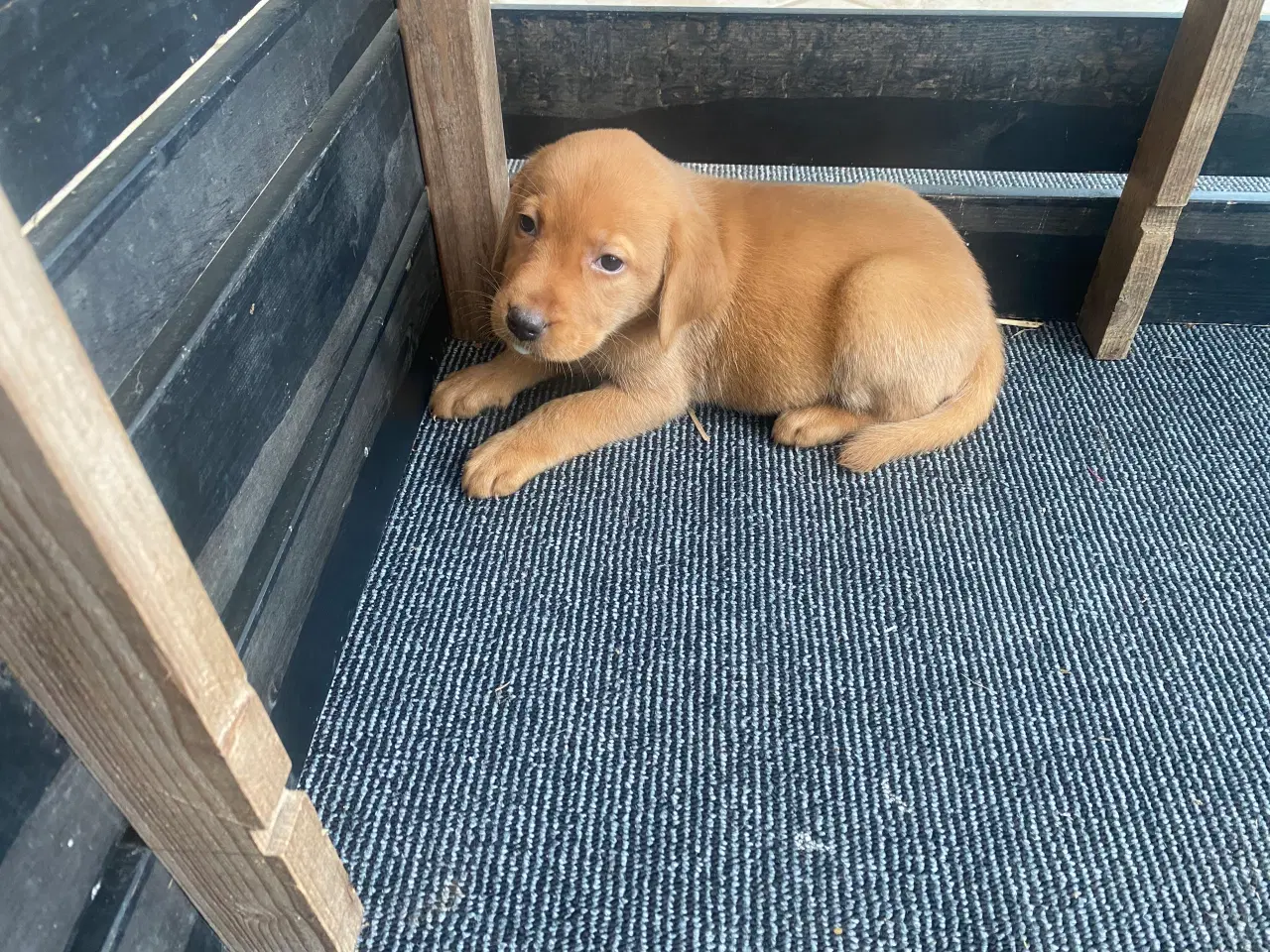 Billede 4 - Hundehvalpe sælges