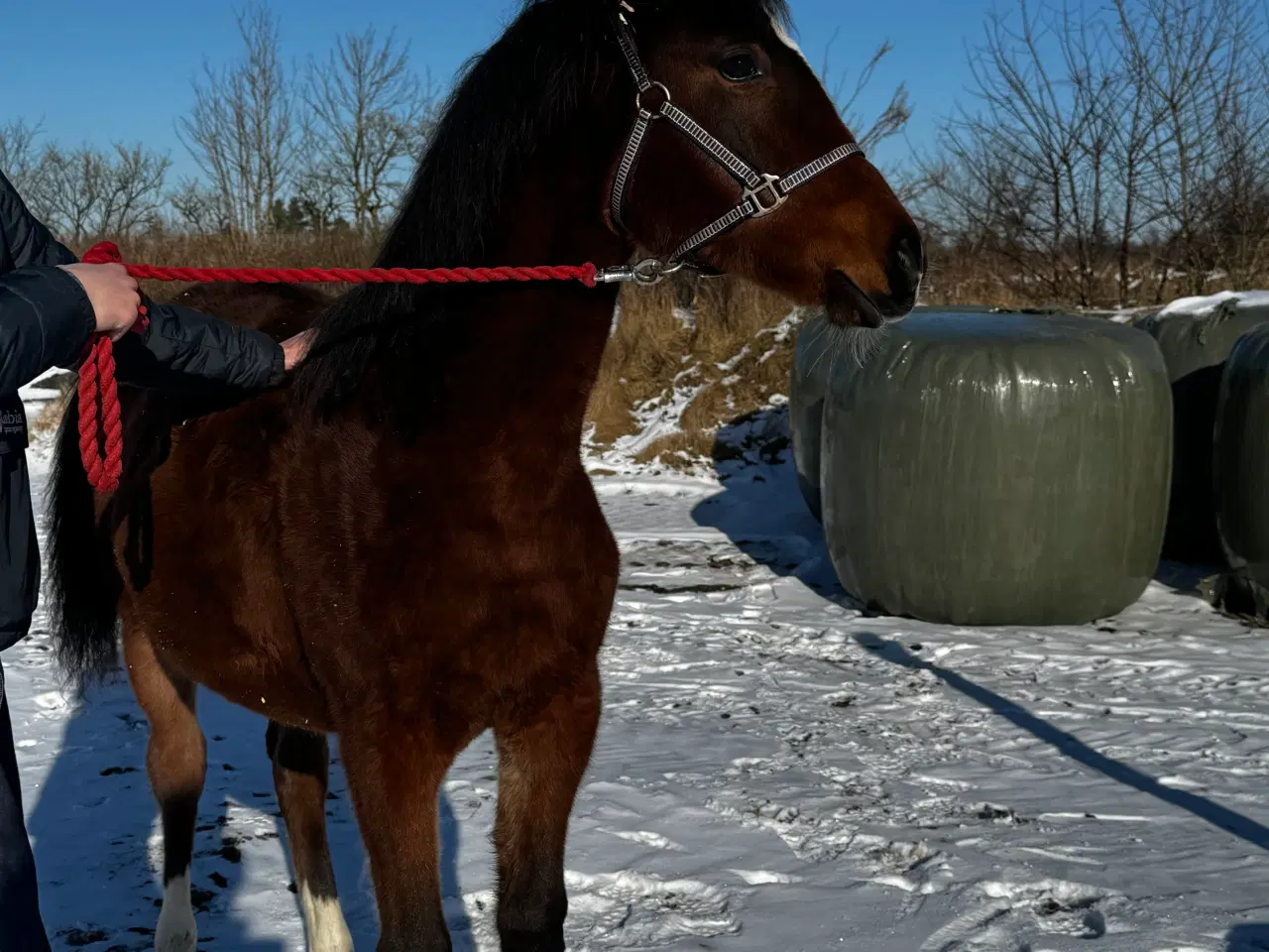 Billede 1 - Skøn hoppe føl☺️