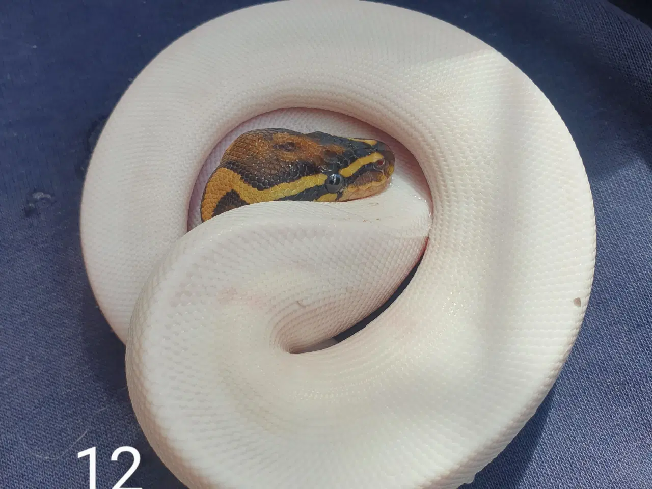 Billede 12 - Kongepython morfer 2025