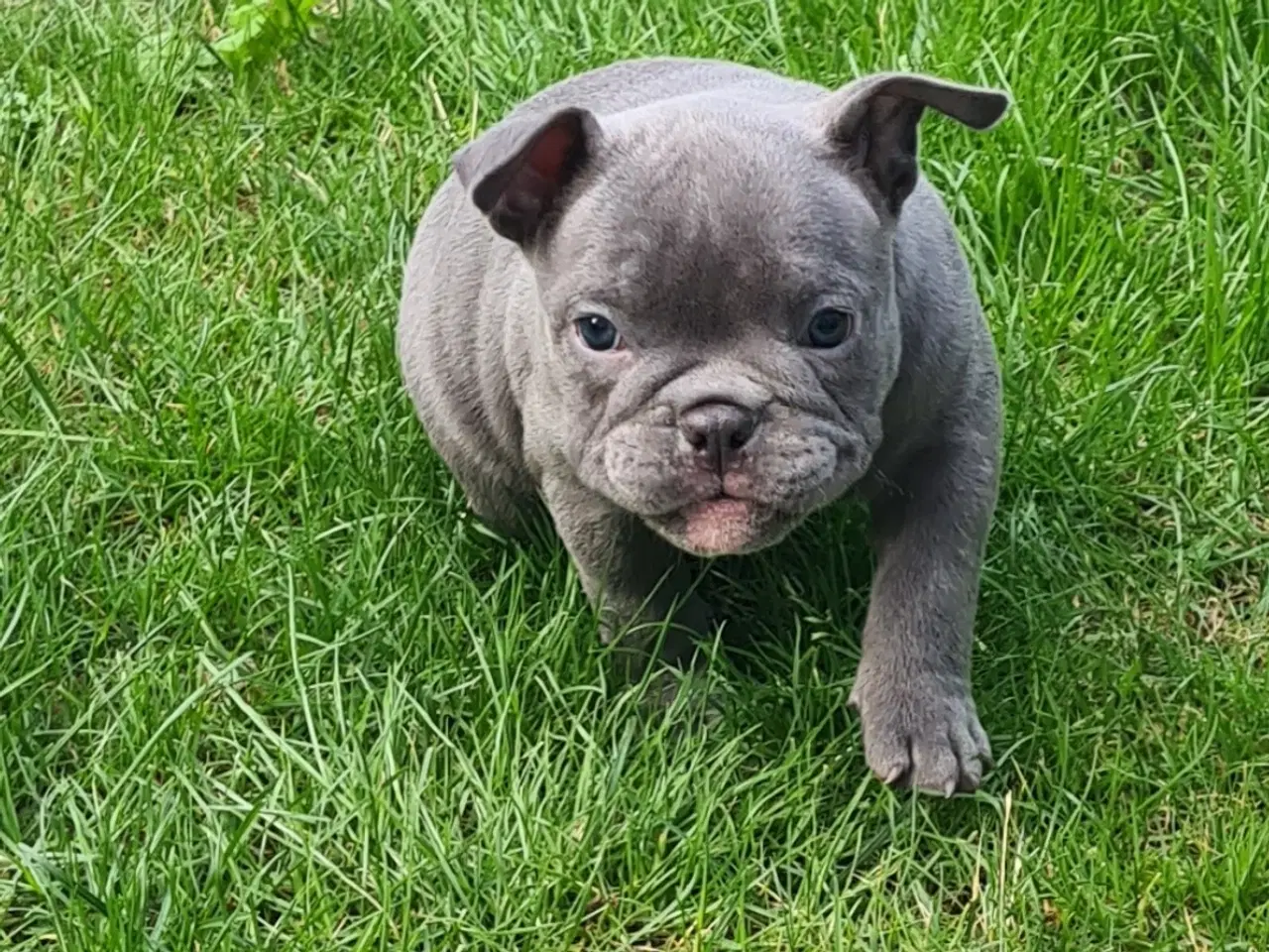 Billede 1 - American bully 