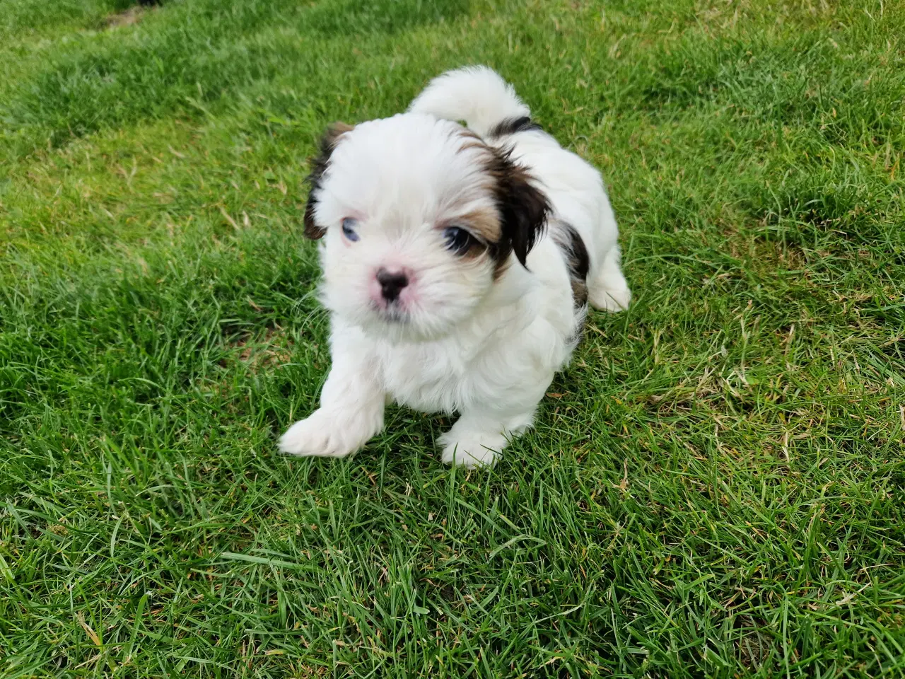 Billede 2 - Lhasa apso/ shih tzu han hvalp
