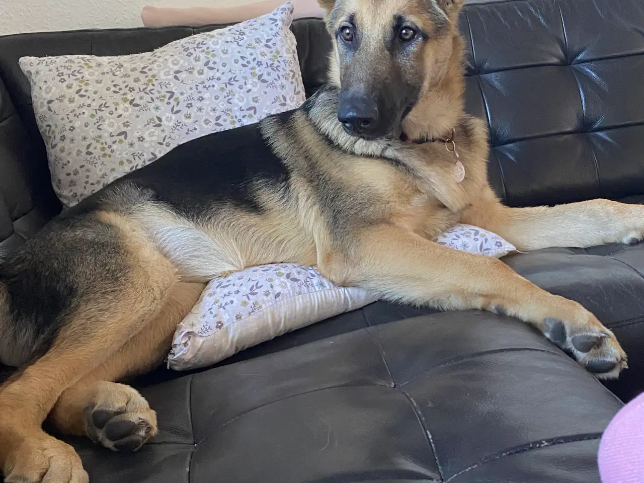 Billede 4 - Schæferhund tysk schæfer/ belgisk malinois søger n