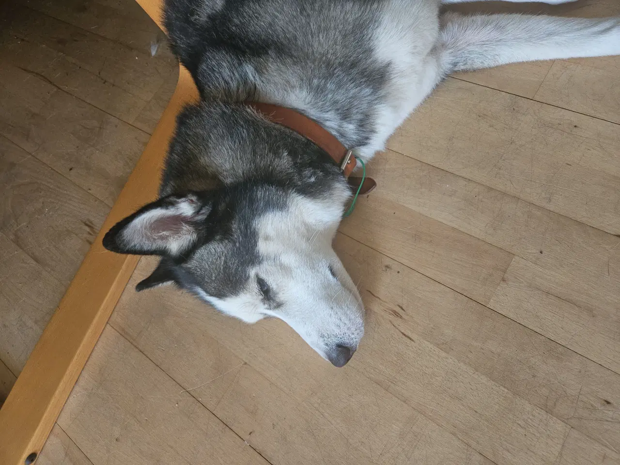 Billede 4 - Hund Husky