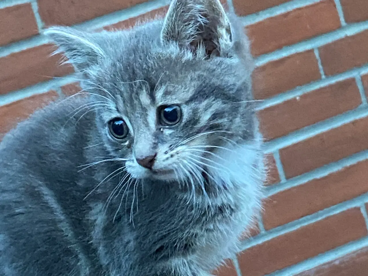 Billede 17 - katte killinger