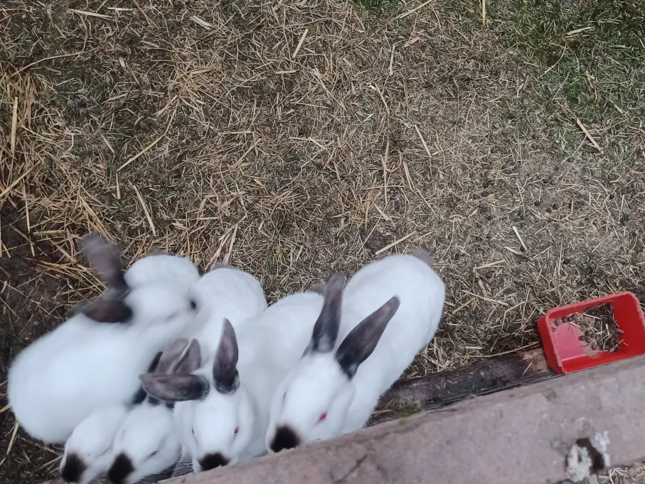 Billede 1 - Blandings kaniner