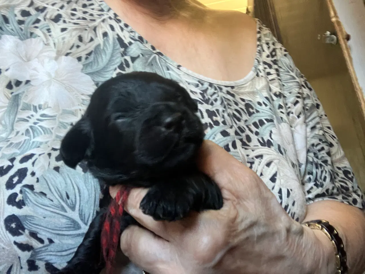 Billede 2 - Cavapoo f1.  