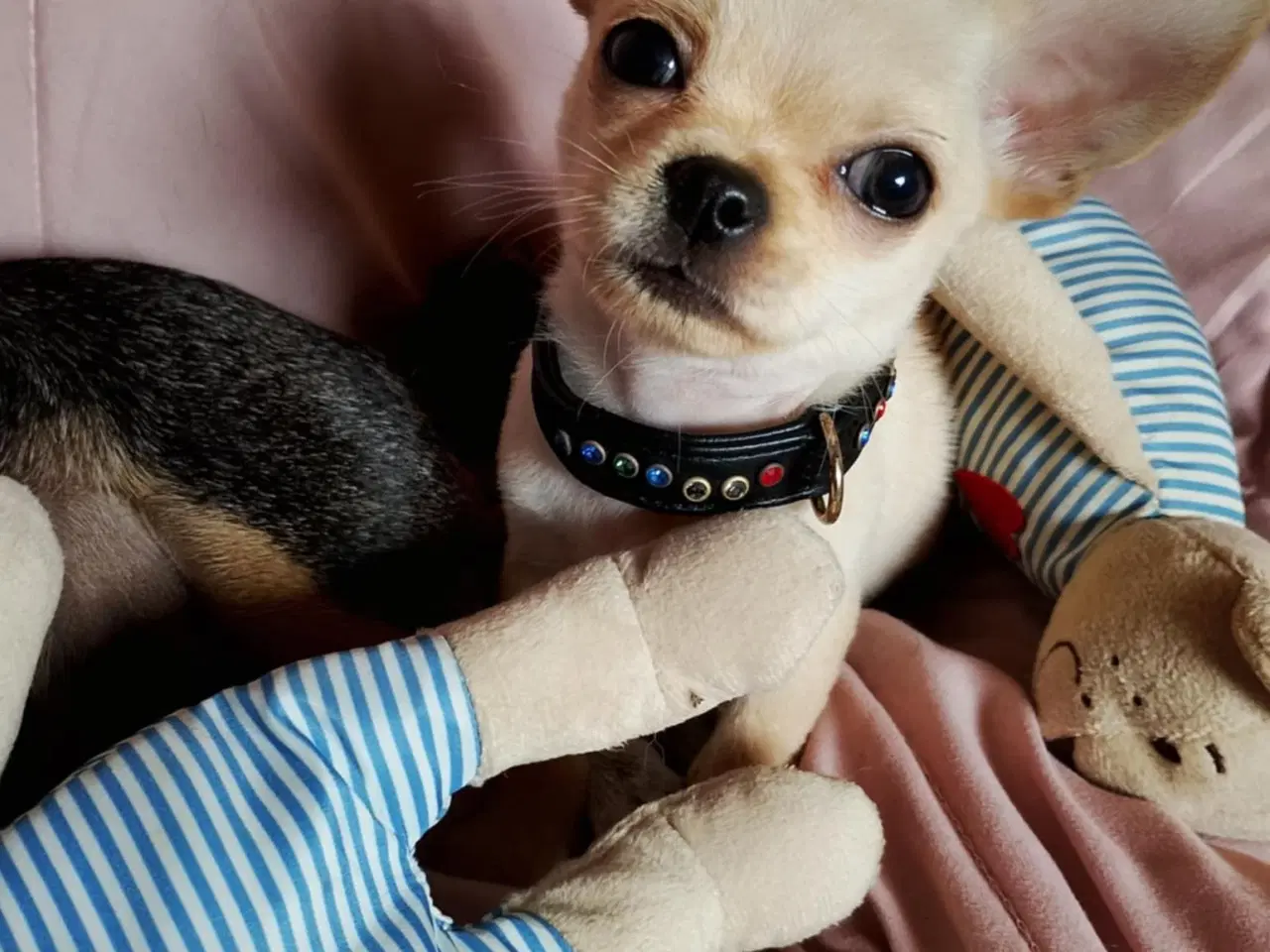 Billede 12 - Skøn chihuahua han mix hvalp